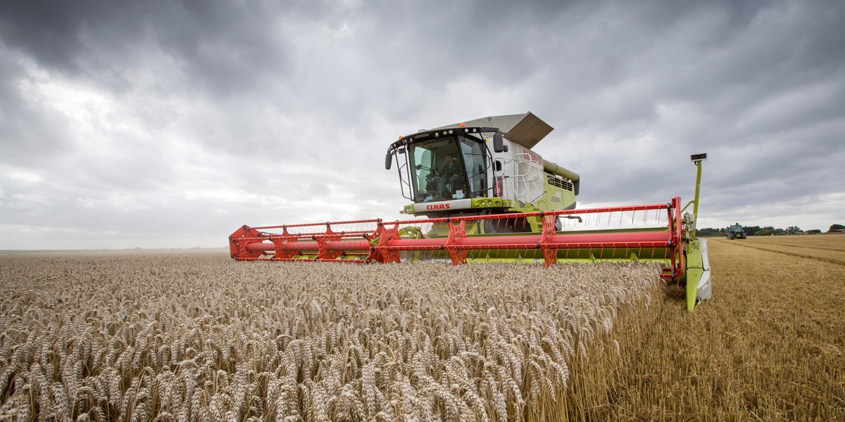 Harvesting wheat