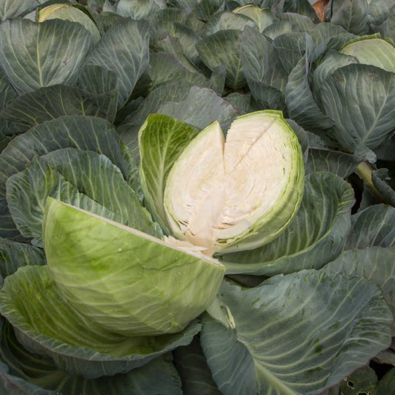 Dutch White Cabbage