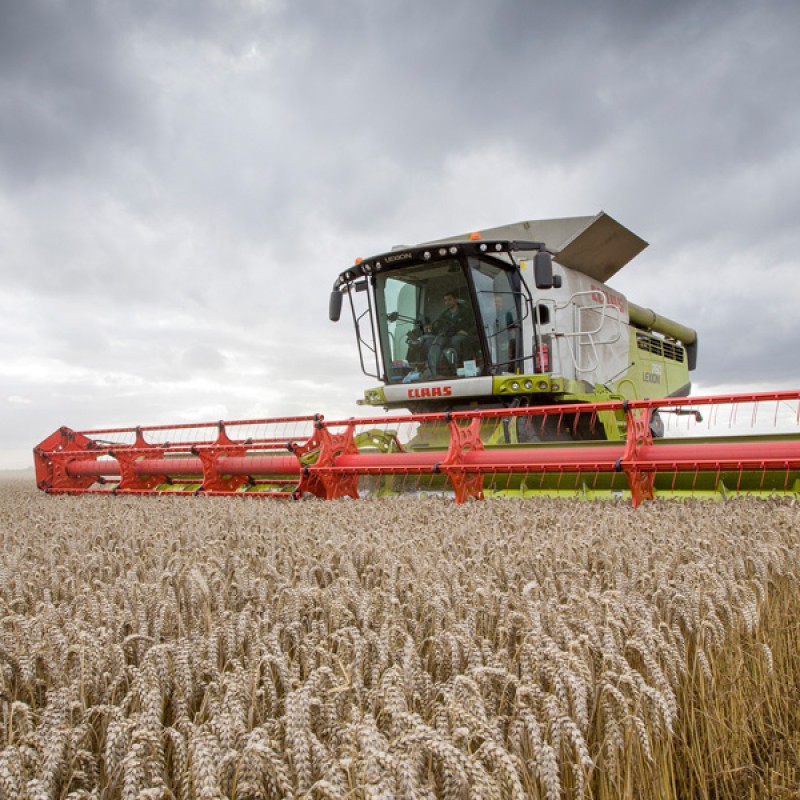 Harvesting wheat