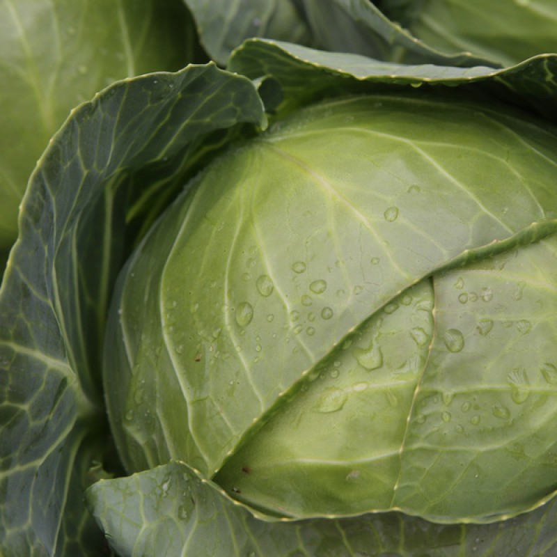 Primo Cabbage