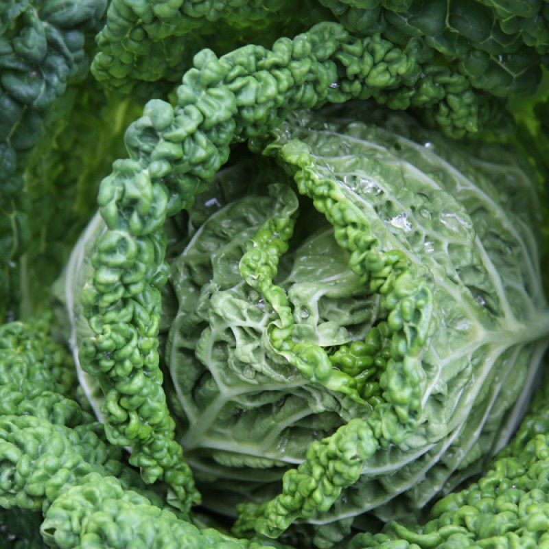 Savoy Cabbage