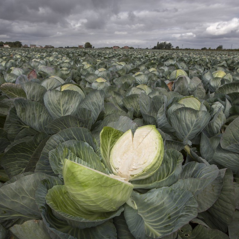Cabbages
